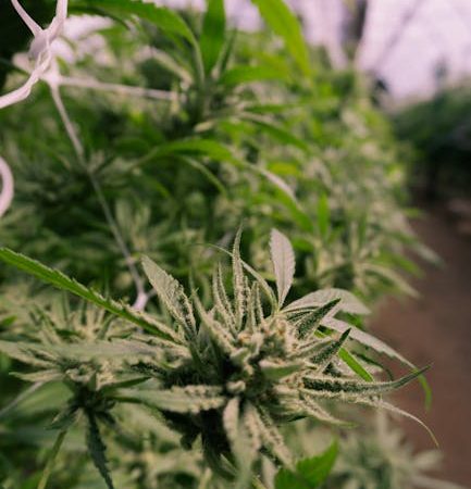 THC weed in Klaipeda