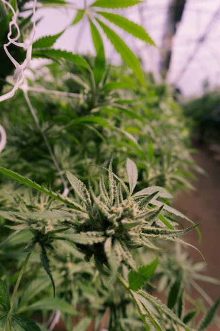 THC weed in Klaipeda