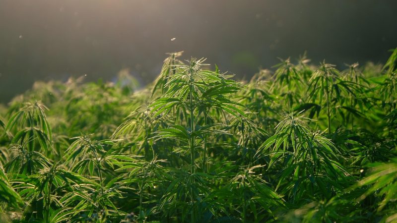 Weed store in Mannheim