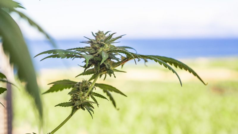 Cannabis shop in Gothenburg