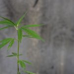 420 store in Stockholm images100.jpg