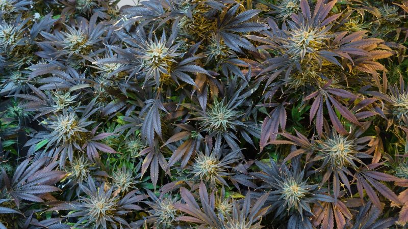 Cannabis shop in Copenhagen