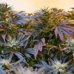 Buy marijuana in Luxembourg images104.jpg