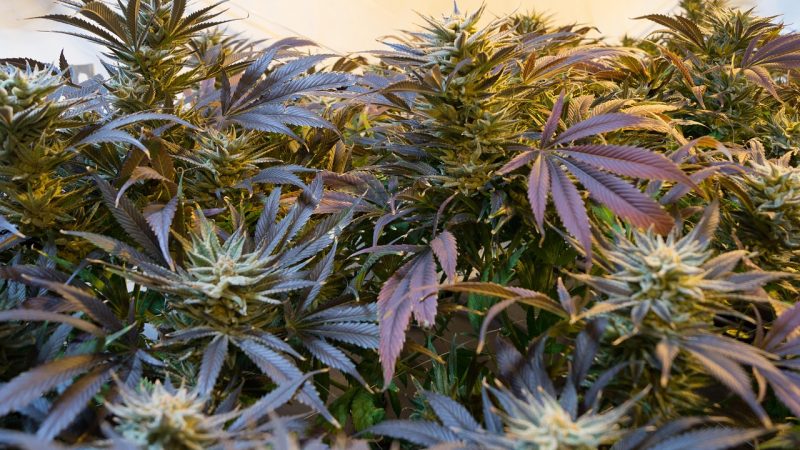 Buy marijuana in Luxembourg