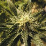 420 shop in Prague images106.jpg