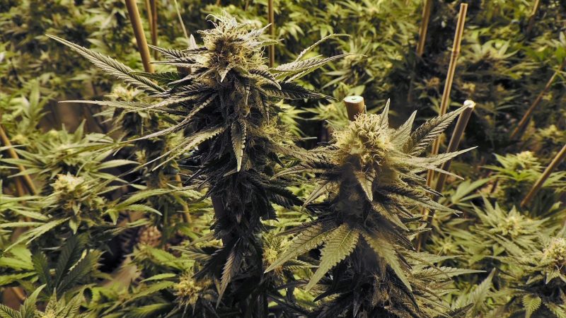 Marijuana delivery in Toulouse
