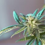 Marijuana store in Gdansk images11.jpg