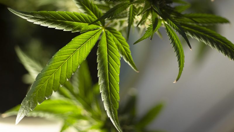 Buy weed in Las Palmas