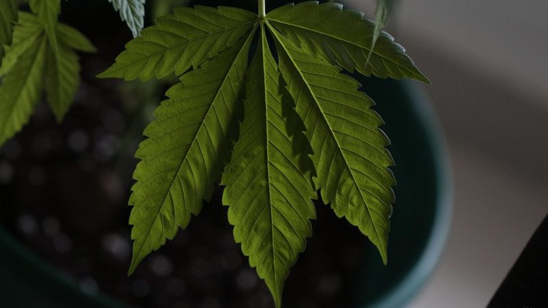 Buy cannabis in Lodz