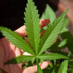 Cannabis delivery in Cyprus images39.jpg