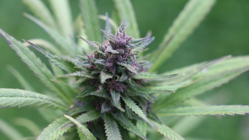 Buy THC vapes in Andorra