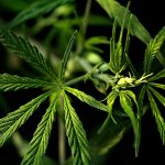 Buy cannabis in Timisoara images56.jpg