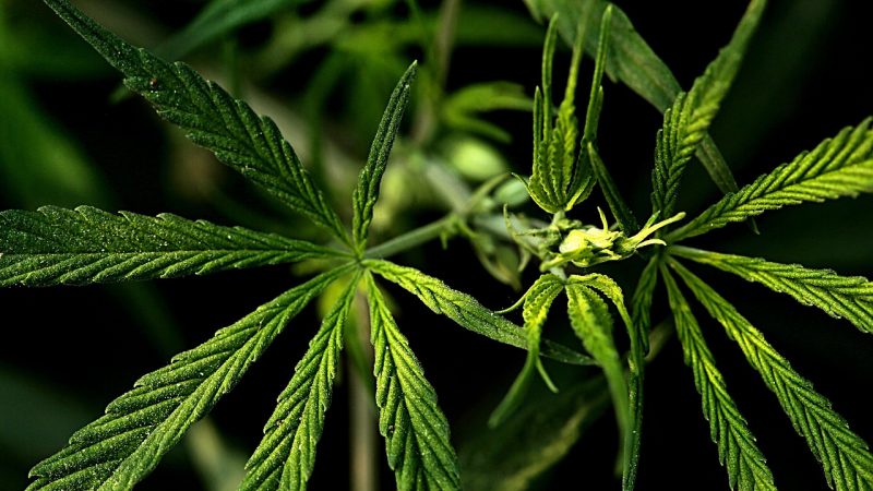 Buy cannabis in Timisoara