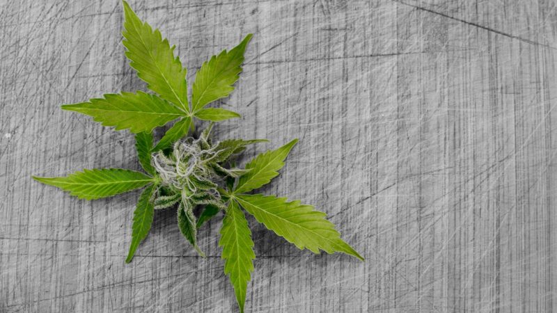 THC weed in Portugal