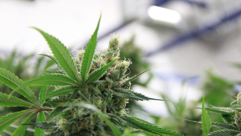 Buy THC cannabis in Copenhagen