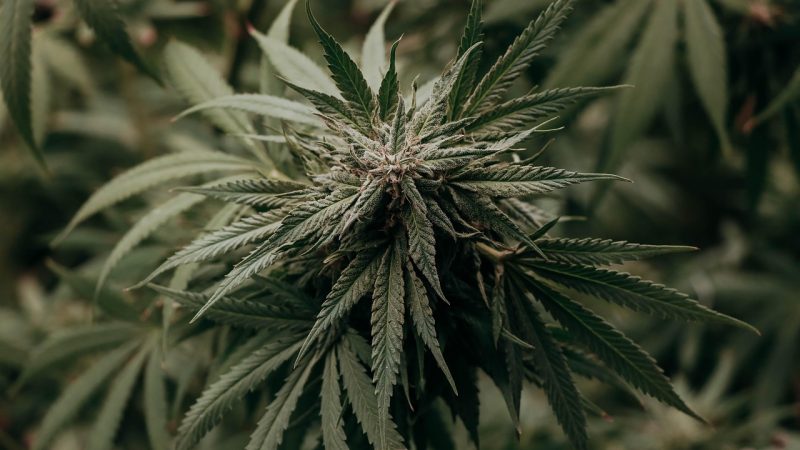 Buy the weed in Szeged