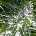 THC vapes delivery in Paris images70.jpg