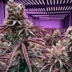 Cannabis delivery in Paris images78.jpg