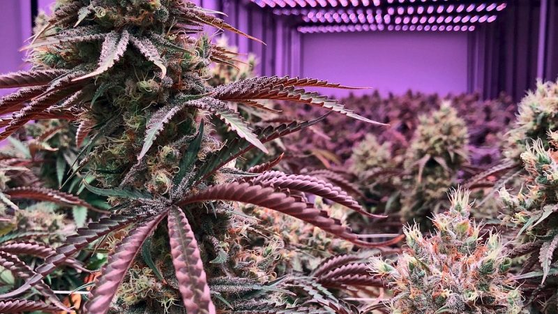 Cannabis delivery in Paris