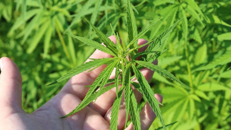 Weed delivery in Lithuania