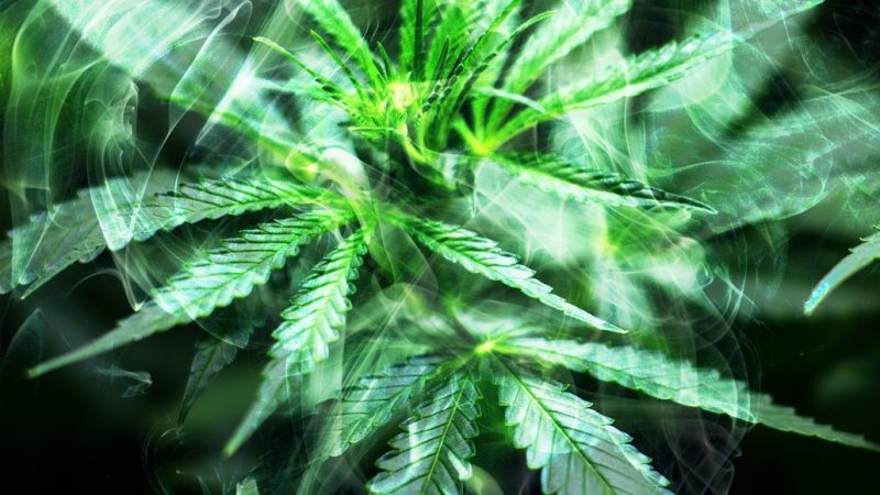 Buy marijuana in Budapest
