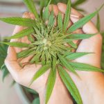 Cannabis shop in Zaragoza images9.jpg