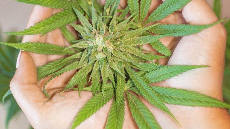 Cannabis shop in Zaragoza