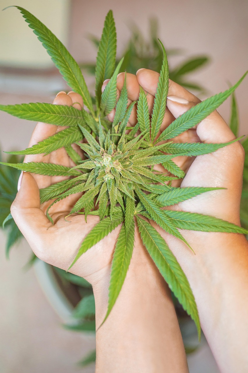 Cannabis shop in Zaragoza