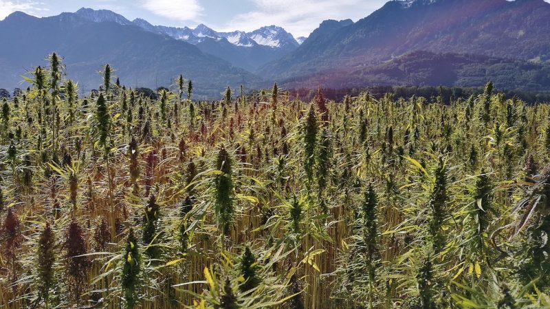 Weed store in Zaragoza