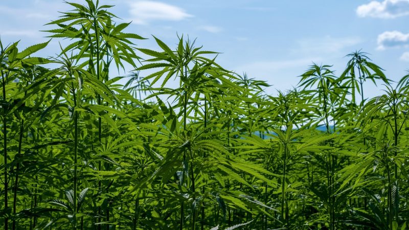 Cannabis delivery in Bratislava