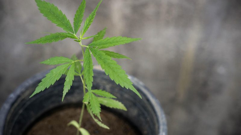 Buy THC marijuana in Belfast